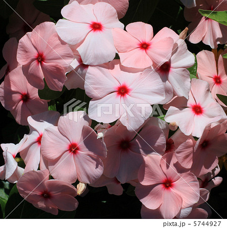 ニチニチソウ 5744927