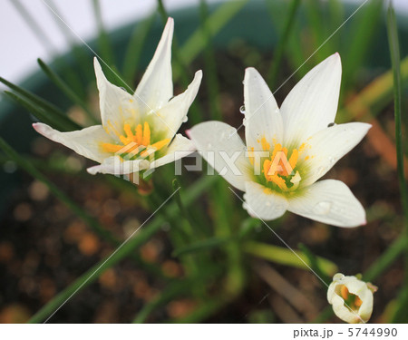 ゼフィランサス 5744990