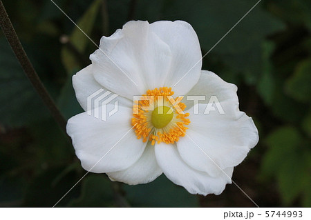 シュウメイギク 5744993