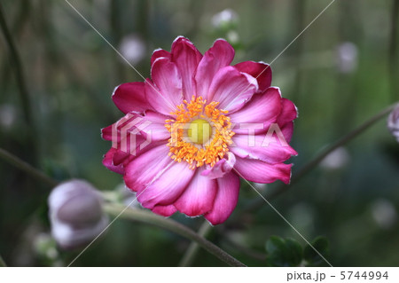 シュウメイギク 5744994