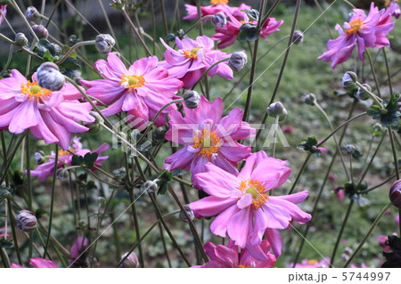 シュウメイギク 5744997