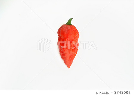 オレンジ色のジョロキア 5745002