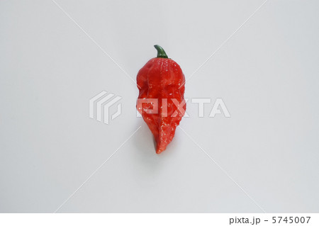 赤いジョロキア 5745007