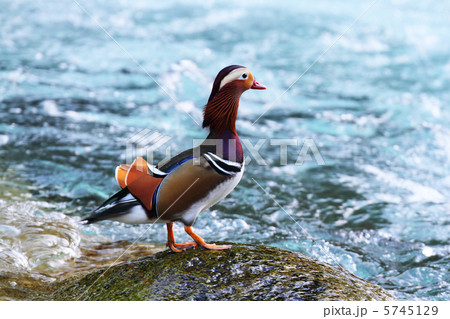 紅葉のオシドリ 紅葉のオシドリ 5745129