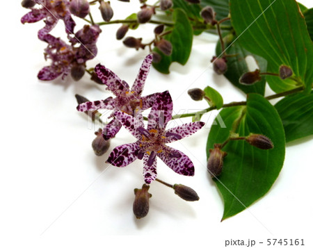 ホトトギスの花 ホトトギスの花 5745161