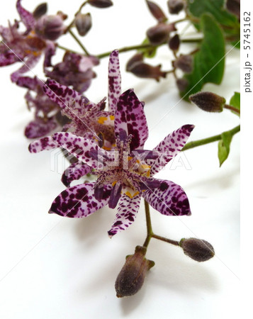 ホトトギスの花 ホトトギスの花 5745162