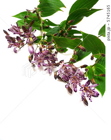 ホトトギスの花 5745165