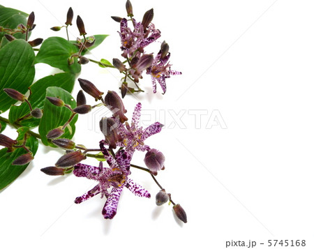 ホトトギスの花 ホトトギスの花 5745168