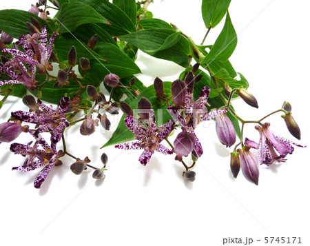 ホトトギスの花 5745171