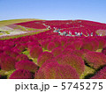 コキア 5745275