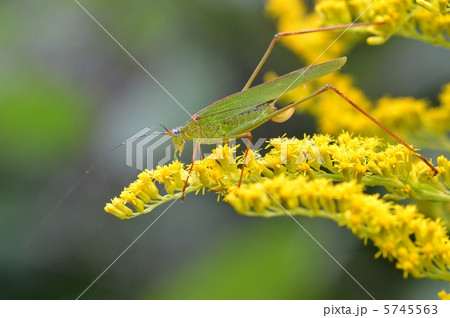 セイタカアワダチソウとアシグロツユムシ 5745563