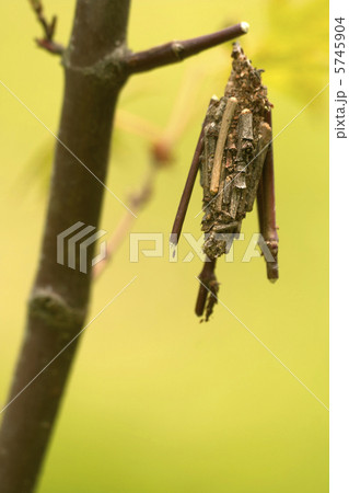 蓑虫−001 5745904