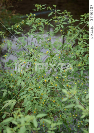 アメリカ栴檀草(センダングサ)と申します。ひっつき虫になります。 アメリカ栴檀草(センダングサ)と申します。ひっつき虫になります。 5746207