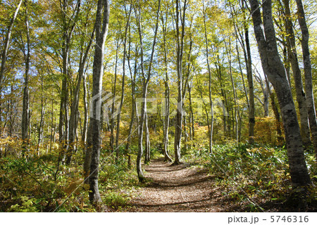 志賀高原カヤの平高原のぶな林 志賀高原カヤの平高原のぶな林 5746316