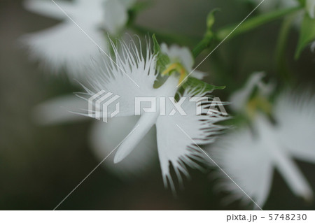 サギソウ サギソウ 5748230