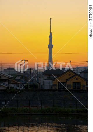 夕暮れのスカイツリー 5750981