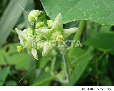 アレチウリの雄花 5751145