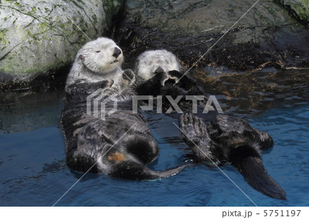 絶滅危惧種　ラッコ 5751197