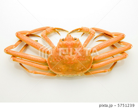 茹ズワイガニ 茹ズワイガニ 5751239