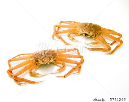 活ズワイガニ 活ズワイガニ 5751246
