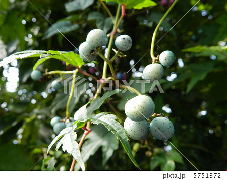 ノブドウ(野葡萄)の実 ノブドウ(野葡萄)の実 5751372