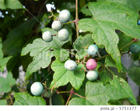 ノブドウ（野葡萄）の実 5751377