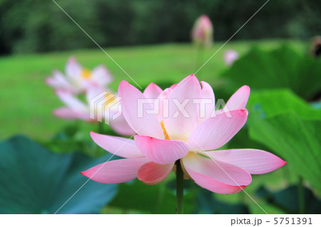 中尊寺　大池蓮－平泉にて 5751391