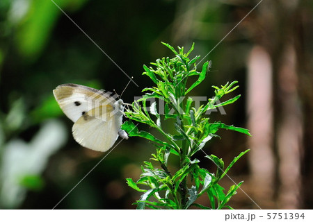 モンシロチョウ 5751394