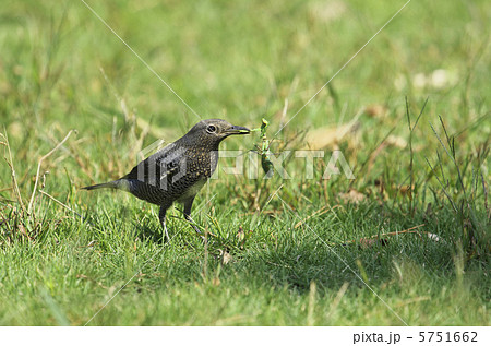 カマキリを捕食するイソヒヨドリ 5751662