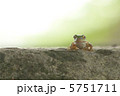 アマガエル 5751711