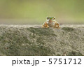 アマガエル 5751712