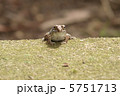 アカガエル 5751713