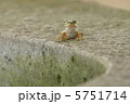 アマガエル 5751714