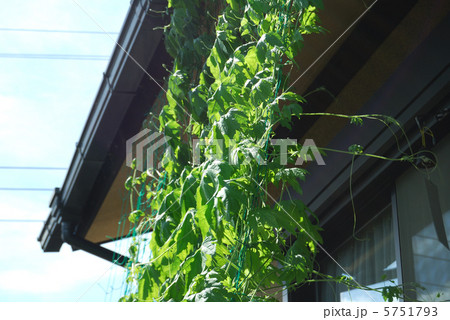 緑のカーテン 5751793