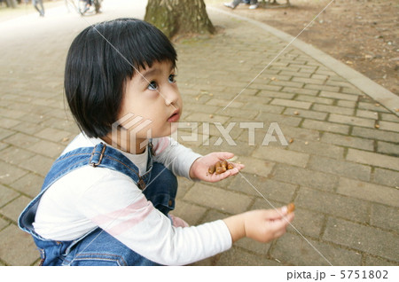 どんぐりを拾う女の子 どんぐりを拾う女の子 5751802