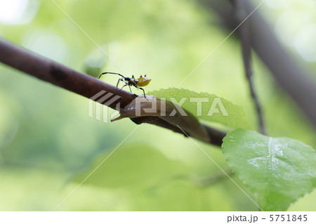 昆虫 ナメクジ 昆虫 ナメクジ 5751845