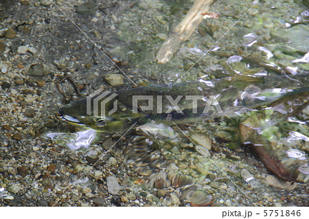 川を泳ぐ鮭 川を泳ぐ鮭 5751846