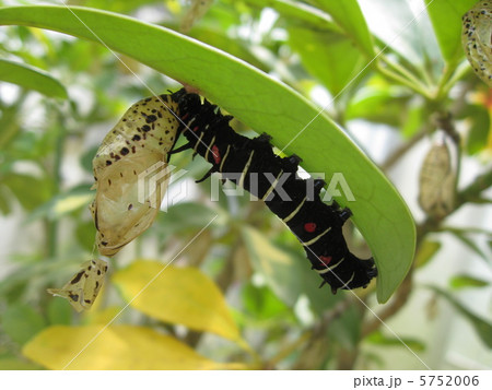 蝶の幼虫 5752006