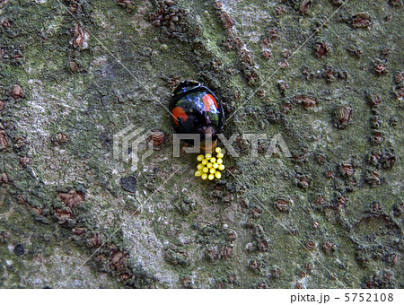 ナミテントウ産卵 5752108