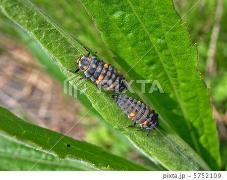 ナミテントウ幼虫 ナミテントウ幼虫 5752109