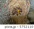 ナミテントウ孵化 5752110