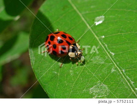 アブラムシを捕食するナミテントウ アブラムシを捕食するナミテントウ 5752111