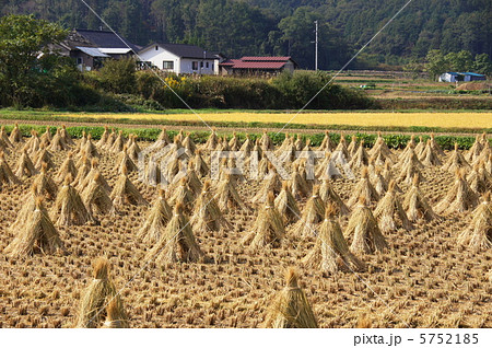 10月 稲わら干し02稲作の写真素材