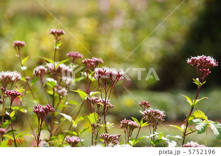 10月　フジバカマ・キク科40 5752196