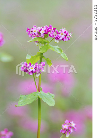 赤ソバの花 5752311
