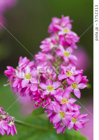 赤ソバの花 5752313