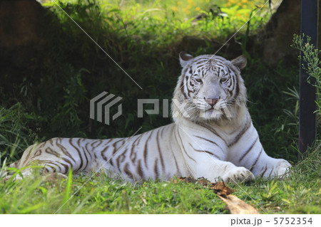 ホワイトタイガー 5752354
