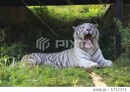 ホワイトタイガー 5752355
