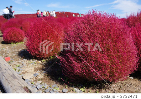 真っ赤に染まったコキア　秋晴れの日 5752471
