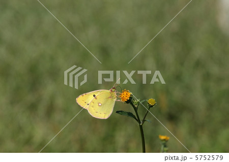 紋黄蝶（モンキチョウ） 5752579
